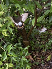 Papilio aegeus aegeus