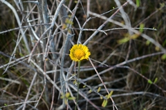 Helenium pinnatifidum