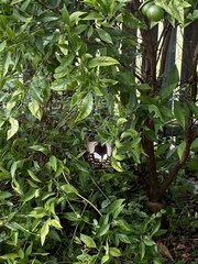 Papilio aegeus aegeus