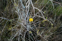 Helenium pinnatifidum
