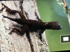 Anolis
