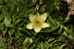 Caltha sagittata