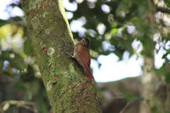 Lepidocolaptes souleyetii