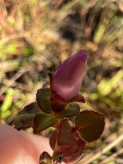Rhexia nuttallii