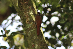 Lepidocolaptes souleyetii