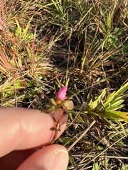 Rhexia nuttallii