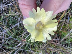 Pinguicula lutea