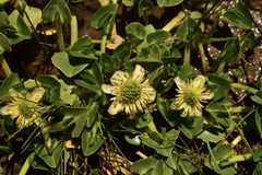 Caltha sagittata
