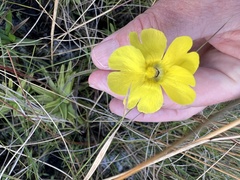 Pinguicula lutea