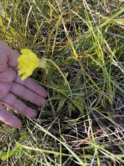 Pinguicula lutea