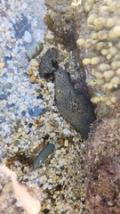 Holothuria leucospilota