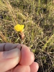 Xyris elliottii