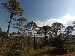Pinus teocote