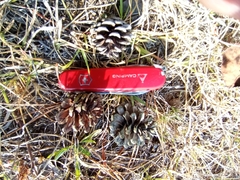 Pinus teocote