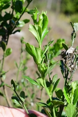 Baccharis glomeruliflora