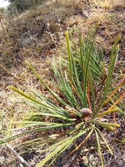 Pinus teocote