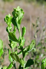 Baccharis glomeruliflora