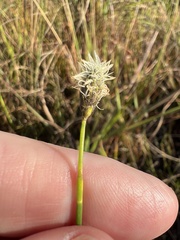 Fuirena scirpoidea
