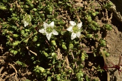Arenaria serpens