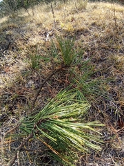 Pinus teocote