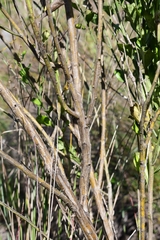 Baccharis glomeruliflora