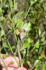 Baccharis glomeruliflora