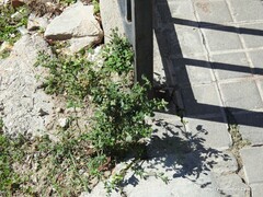 Chenopodium vulvaria