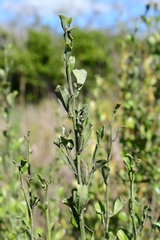Baccharis glomeruliflora