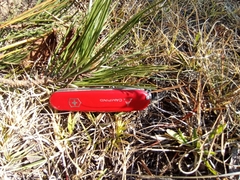Pinus teocote