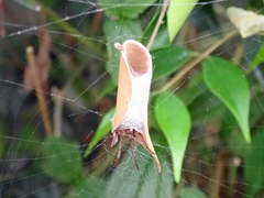 Phonognatha graeffei