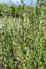 Baccharis glomeruliflora