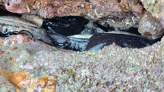 Scutus antipodes