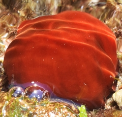 Actinia mediterranea