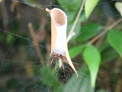 Phonognatha graeffei