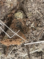 Pisolithus arenarius