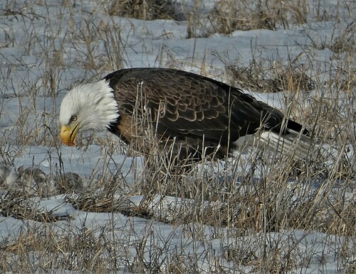 Bald Eagle photographed in Colorado