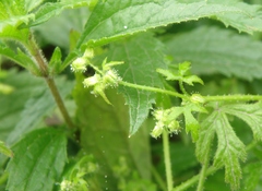 Bowlesia sodiroana