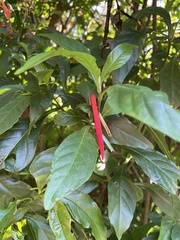 Acalypha hispida