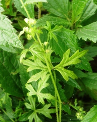 Bowlesia sodiroana
