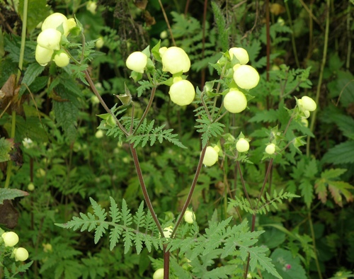 Calceolaria pinnata, photograph 4