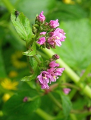 Nyctaginaceae
