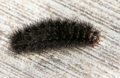 Hypercompe scribonia