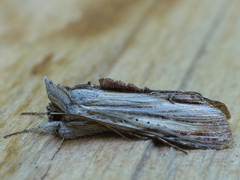 Cucullia convexipennis