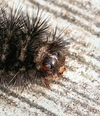 Hypercompe scribonia