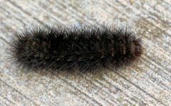 Hypercompe scribonia