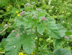 Fuertesimalva peruviana