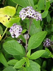 Heliotropium arborescens
