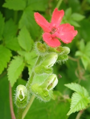 Tourrettia lappacea