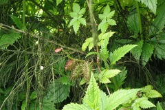 Tourrettia lappacea