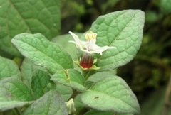 Jaltomata umbellata